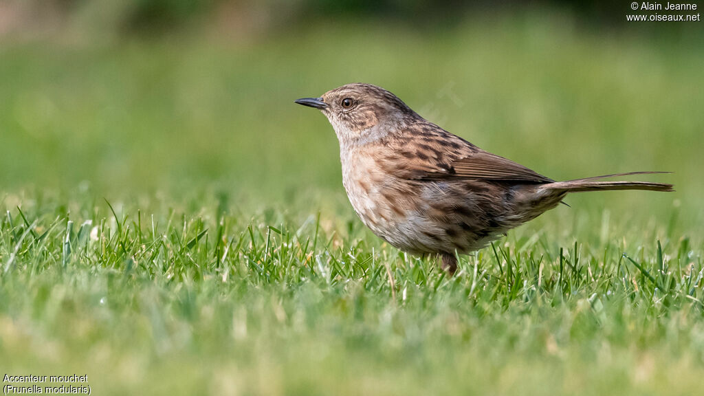 Dunnock