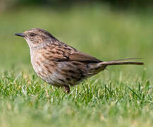 Dunnock