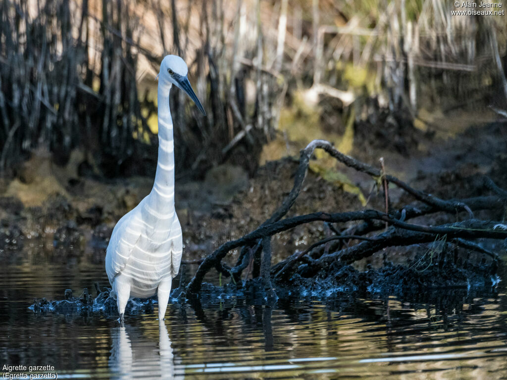 Little Egretadult, fishing/hunting