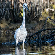 Little Egret