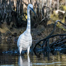 Aigrette garzette