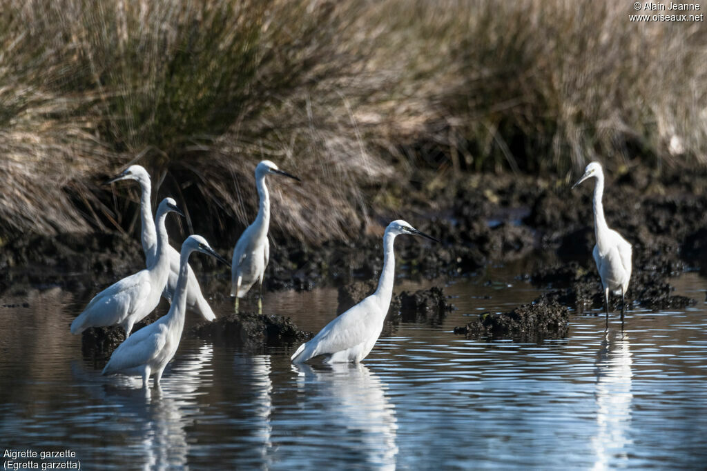 Little Egret, fishing/hunting