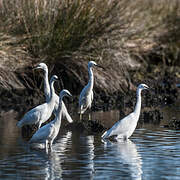 Little Egret