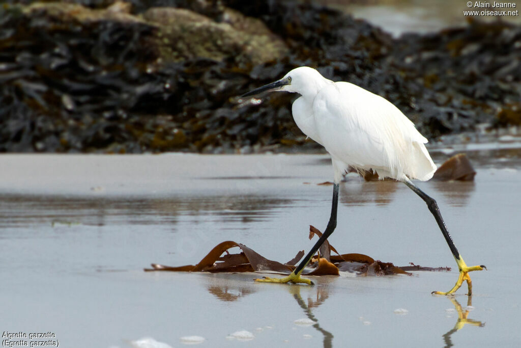 Little Egret, walking