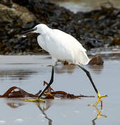 Little Egret