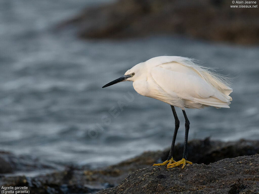 Little Egret