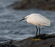 Aigrette garzette