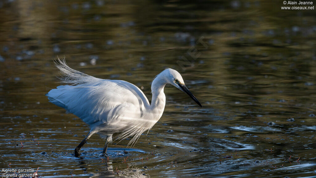 Aigrette garzette, pêche/chasse