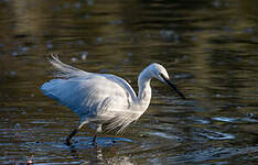 Aigrette garzette