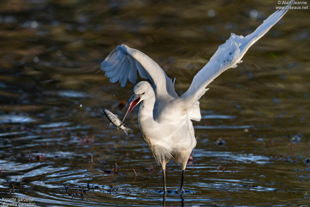 Aigrette garzette, pêche/chasse