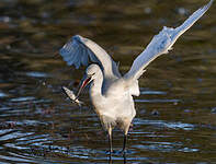 Aigrette garzette