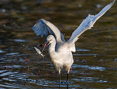 Little Egret