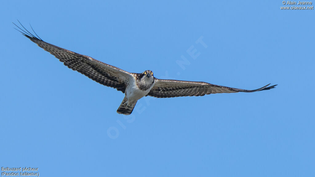 Ospreyimmature, Flight