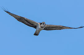 Western Osprey