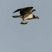 Western Osprey