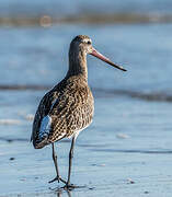 Bar-tailed Godwit