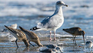 Bar-tailed Godwit