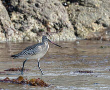 Bar-tailed Godwit