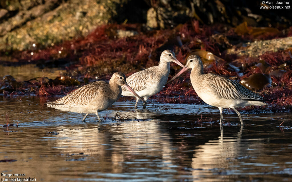 Bar-tailed Godwit, walking, eats