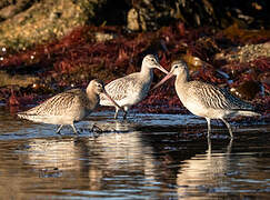 Bar-tailed Godwit