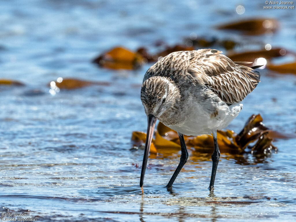 Bar-tailed Godwitadult, walking, eats