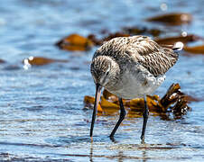 Bar-tailed Godwit