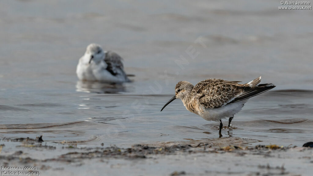 Curlew Sandpiperadult