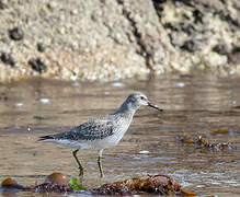 Red Knot