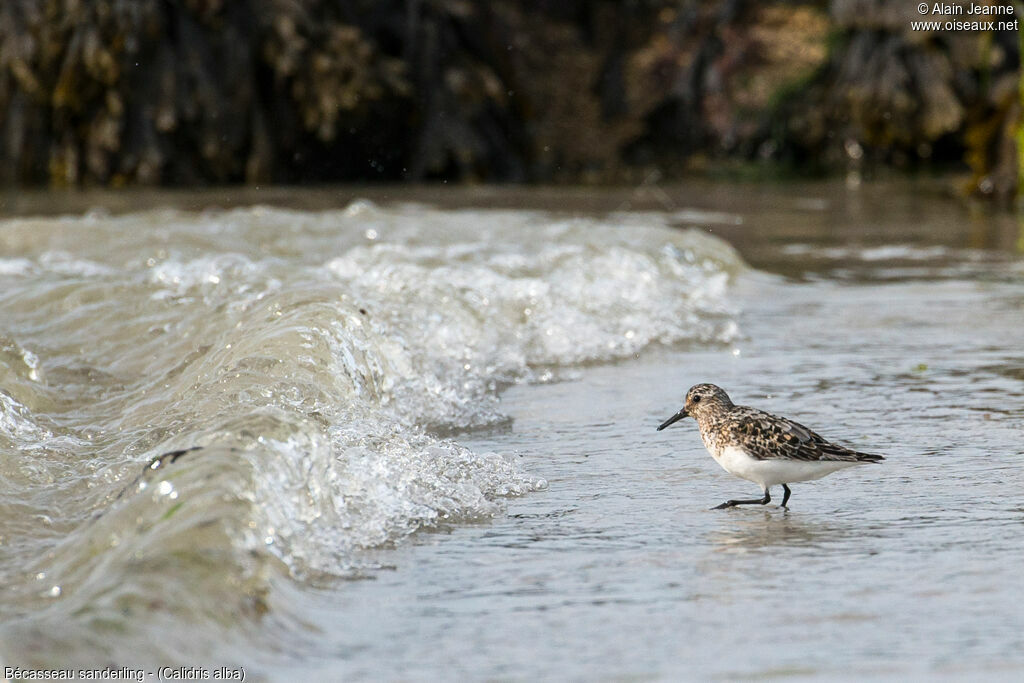 Bécasseau sanderling