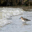 Bécasseau sanderling