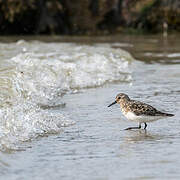 Sanderling