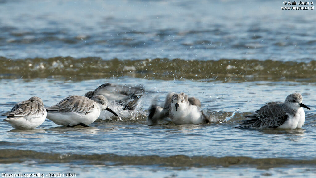 Bécasseau sanderling