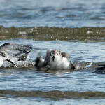 Bécasseau sanderling