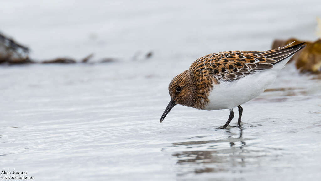 Sanderlingadult breeding, identification