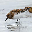 Bécasseau sanderling