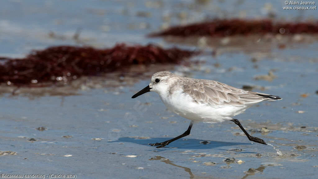 Sanderling