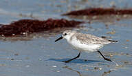 Bécasseau sanderling