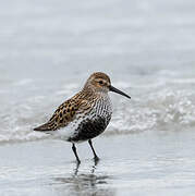 Dunlin