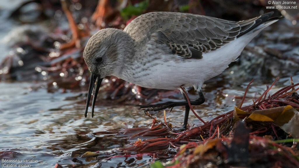 Bécasseau variableadulte, pêche/chasse