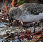 Dunlin