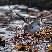 Dunlin