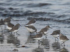 Dunlin