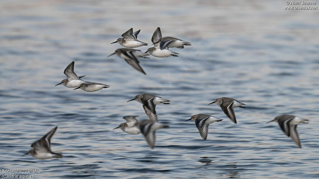 Dunlin, Flight