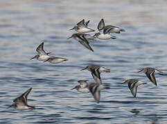 Dunlin