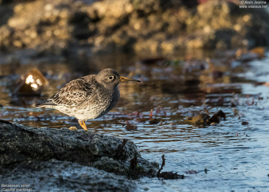 Purple Sandpiperadult