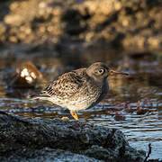 Purple Sandpiper