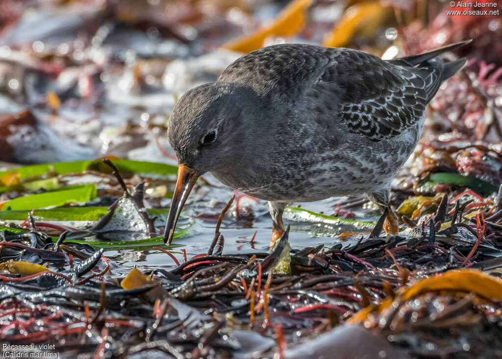 Bécasseau violet, pêche/chasse, mange