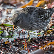 Purple Sandpiper