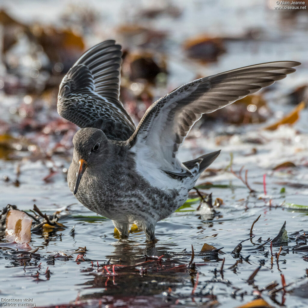 Bécasseau violetadulte, pêche/chasse