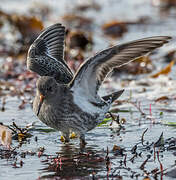 Purple Sandpiper